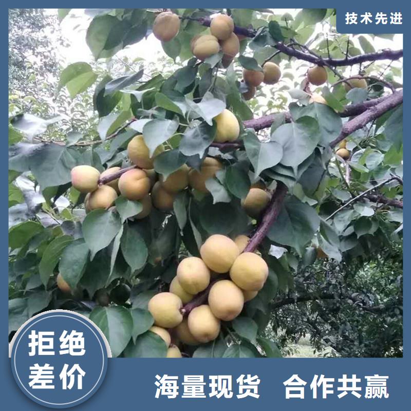 杏树苗根系发达