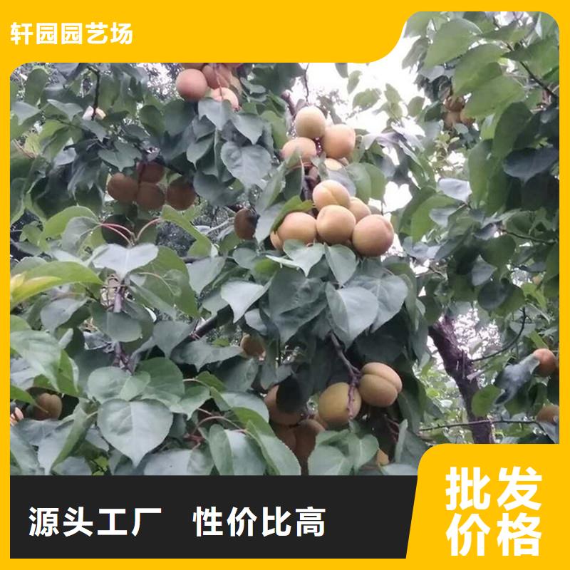 蜜香杏树苗育苗基地