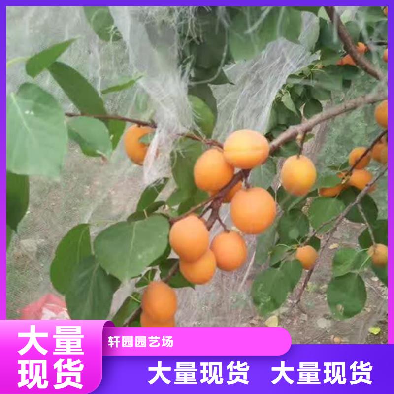 珍珠油杏树苗现挖苗现发货