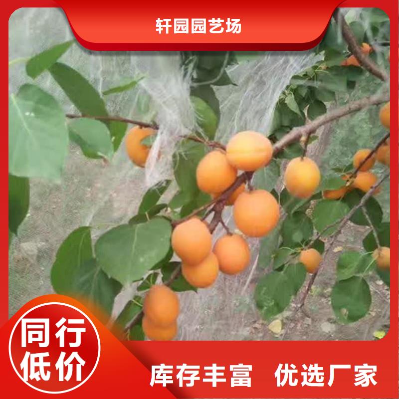 杏【蓝莓苗】适用范围广