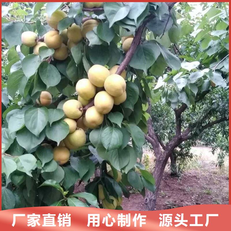 蜜香杏树苗大棚种植