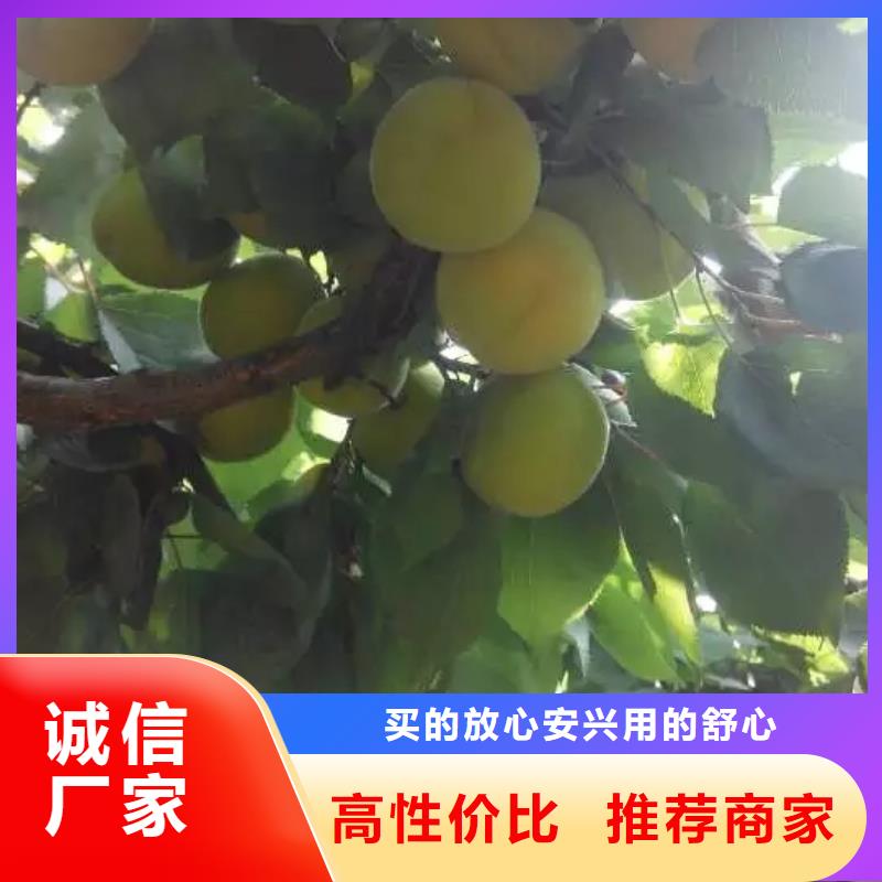 蜜香杏树苗基地直销