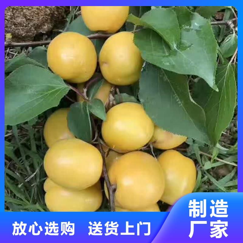 杏-桃树苗多年厂家可靠