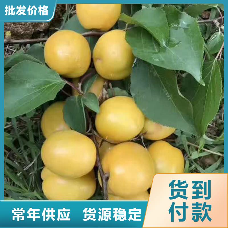 直销【轩园】杏苹果苗实体厂家大量现货
