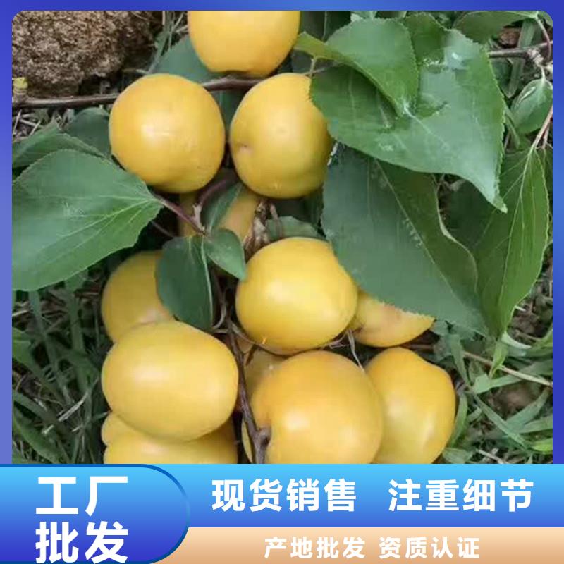 珍珠油杏树苗露天种植优选<轩园>