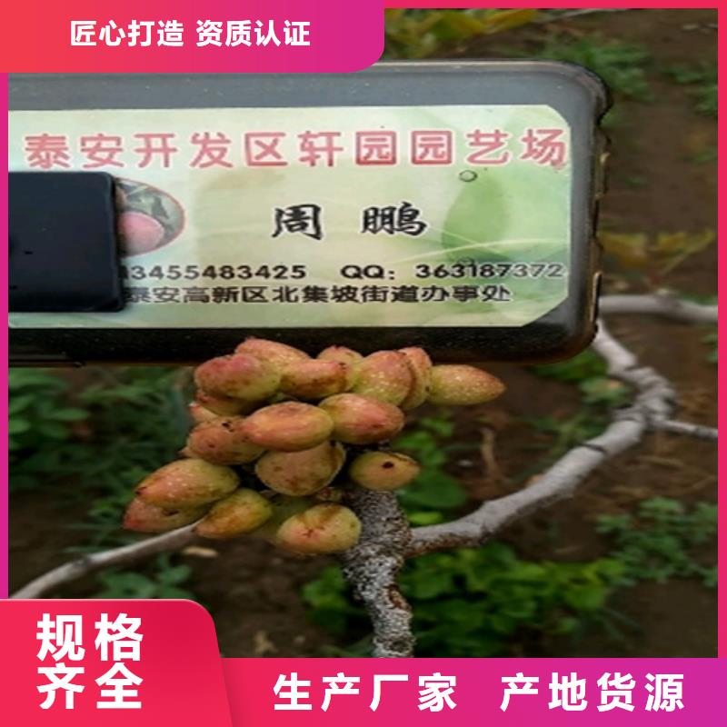 开心果苗价格