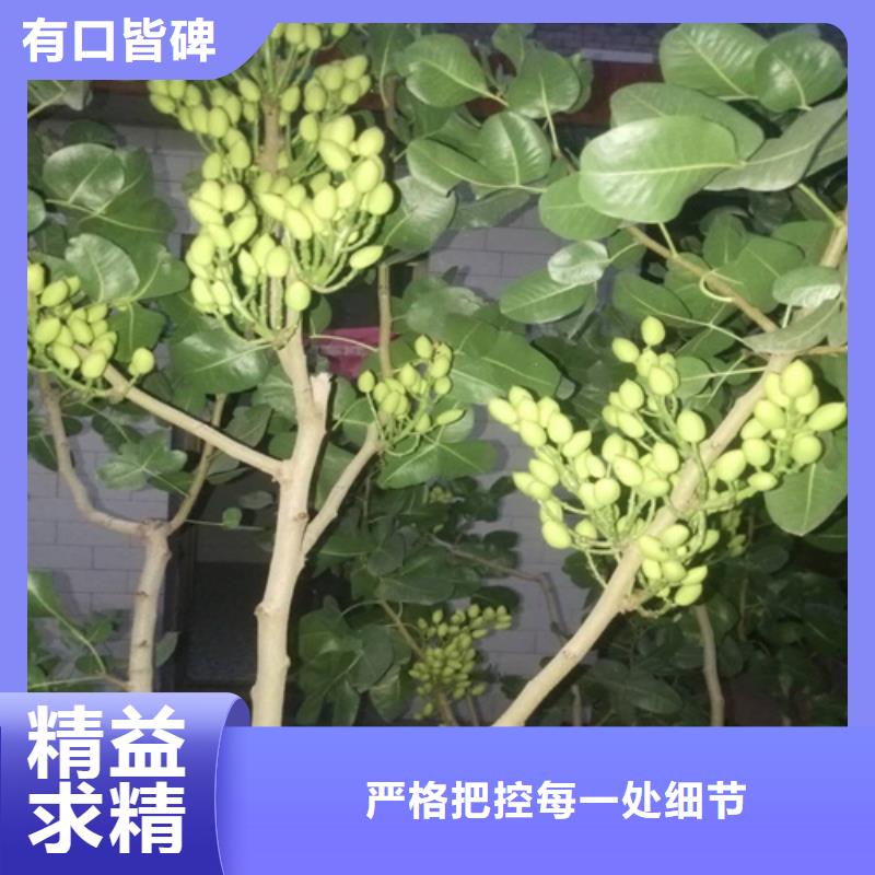 阿月浑子树苗种植技术