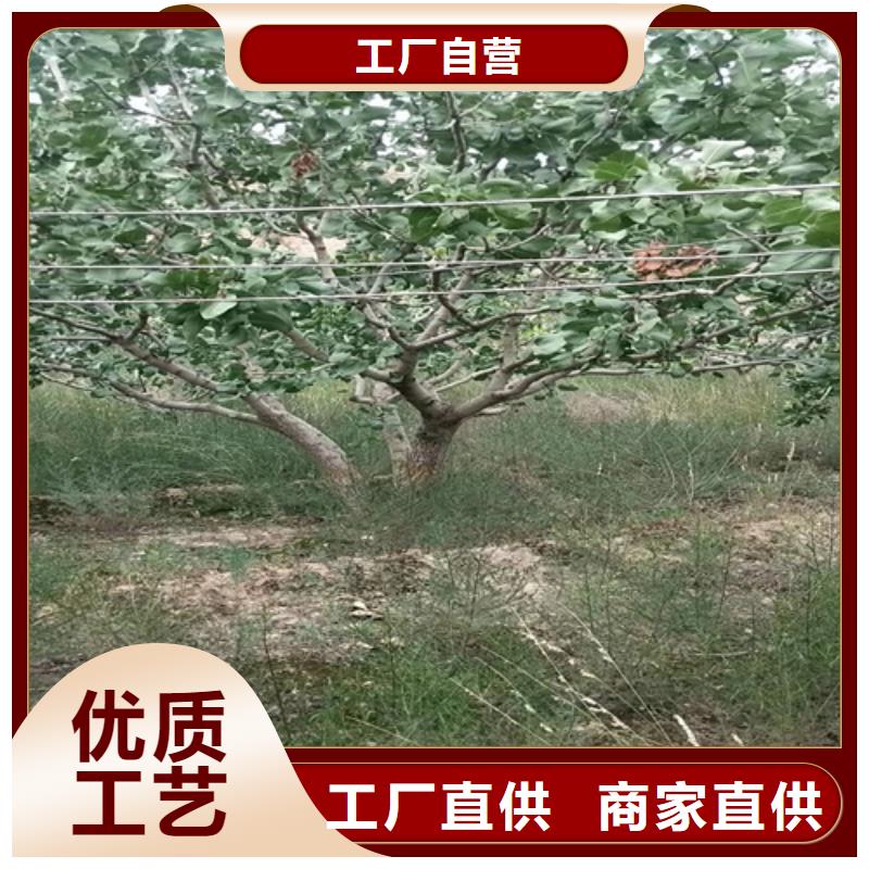 阿月浑子树苗适合种植地区