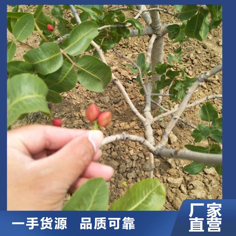 开心果适合种植地区