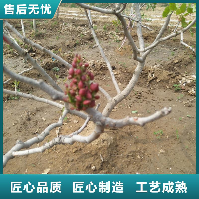 开心果苗种植管理技术