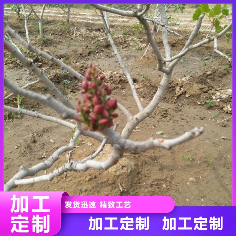 阿月浑子树苗量大从优