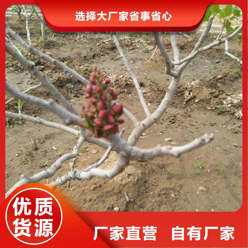 阿月浑子树苗适合种植地区