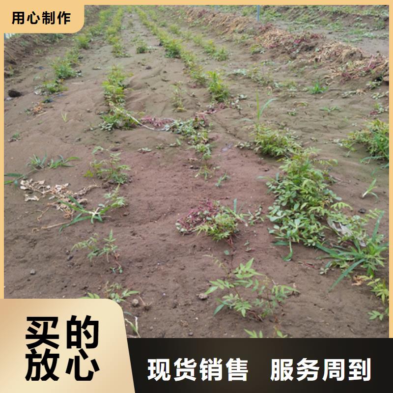 开心果树苗适合种植地区