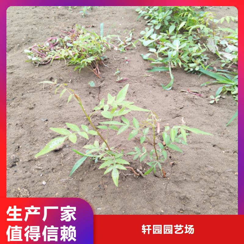 阿月浑子树苗种植技术