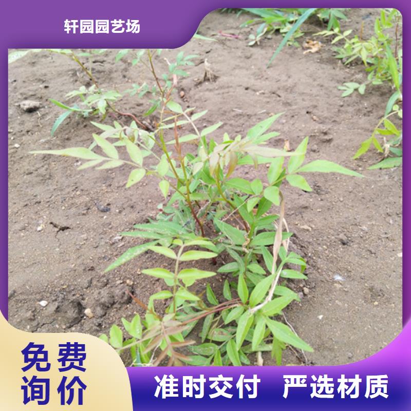 开心果苗适合种植地区