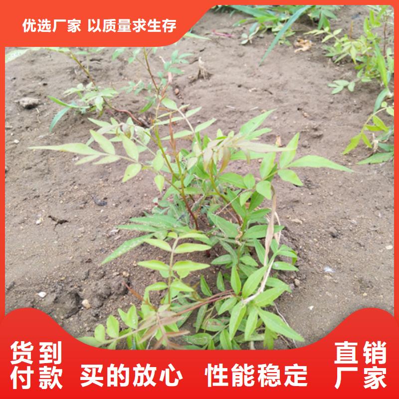 阿月浑子树苗种植基地