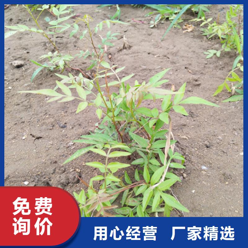 阿月浑子树苗适合种植地区