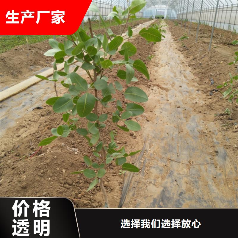 阿月浑子树苗种植管理技术