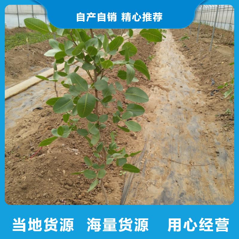 开心果苗适合种植地区