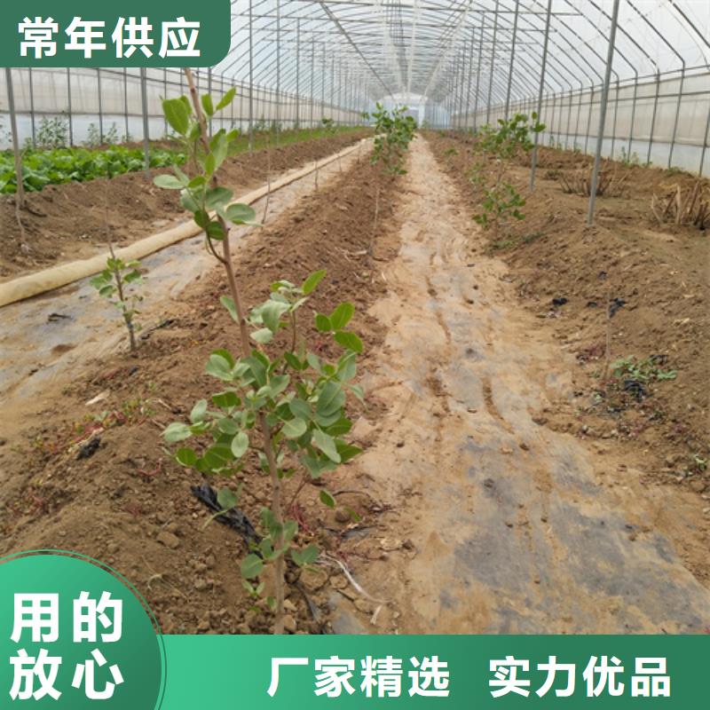 开心果苗适合种植地区