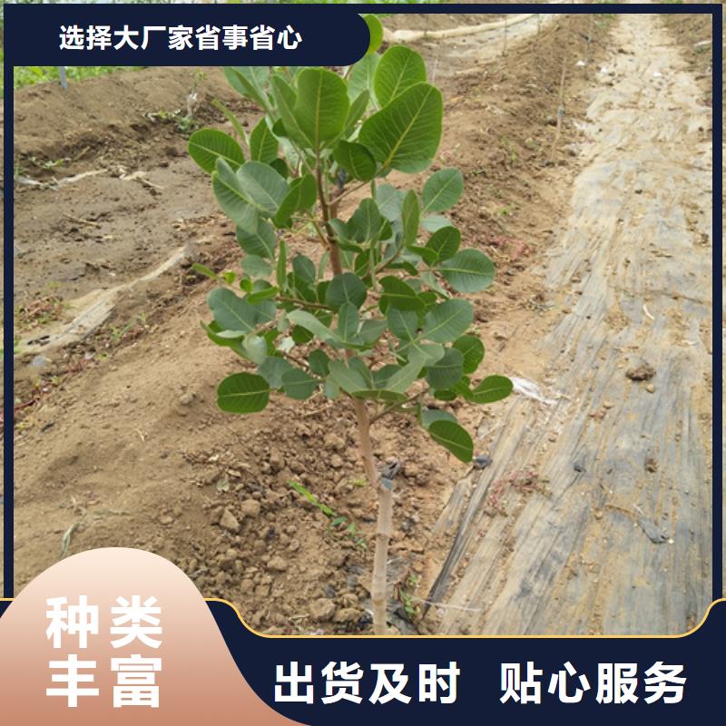 开心果【苹果苗】厂家大量现货