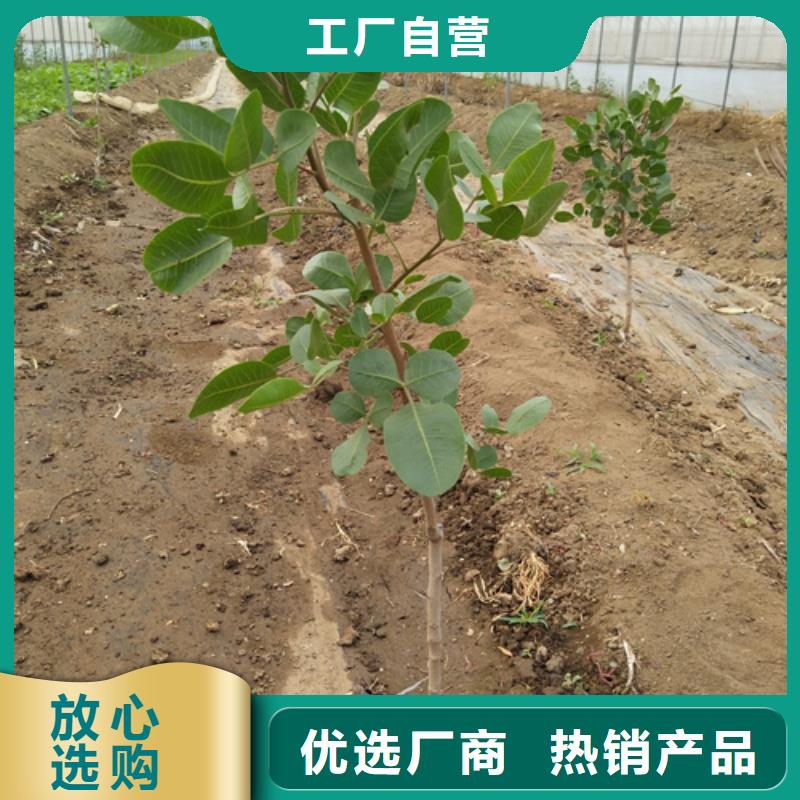 开心果苗种植管理技术