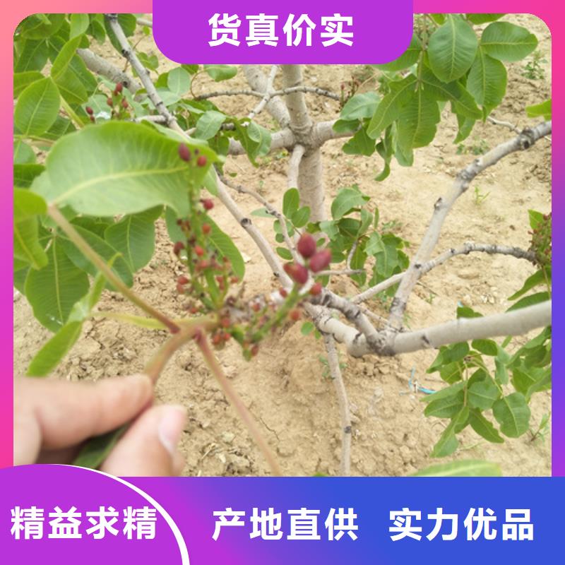 阿月浑子种植技术