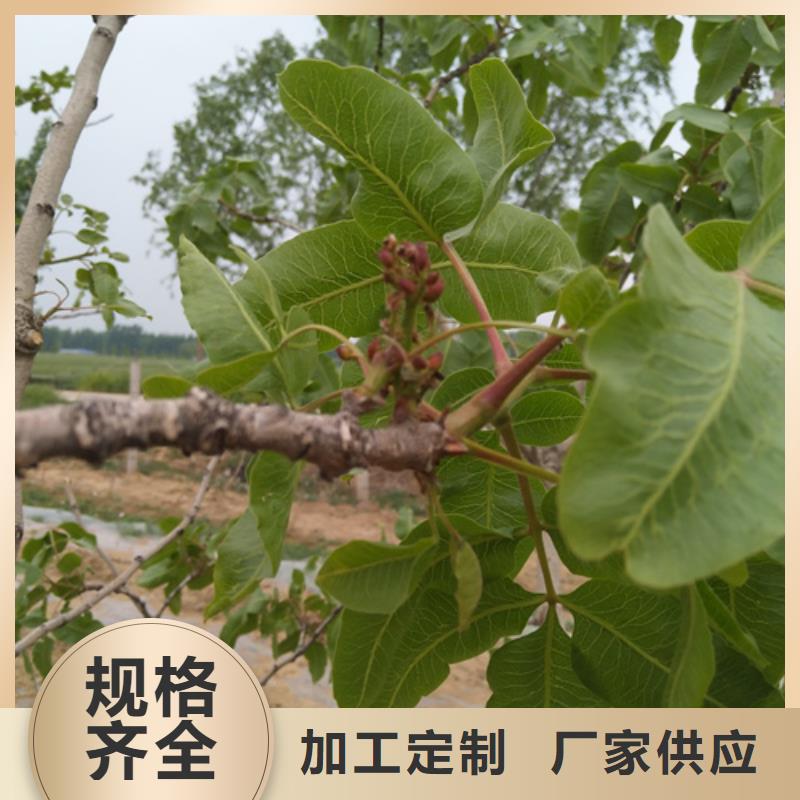 阿月浑子树苗种植管理技术