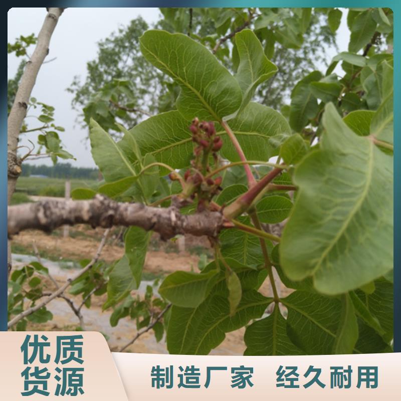 开心果苗种植基地