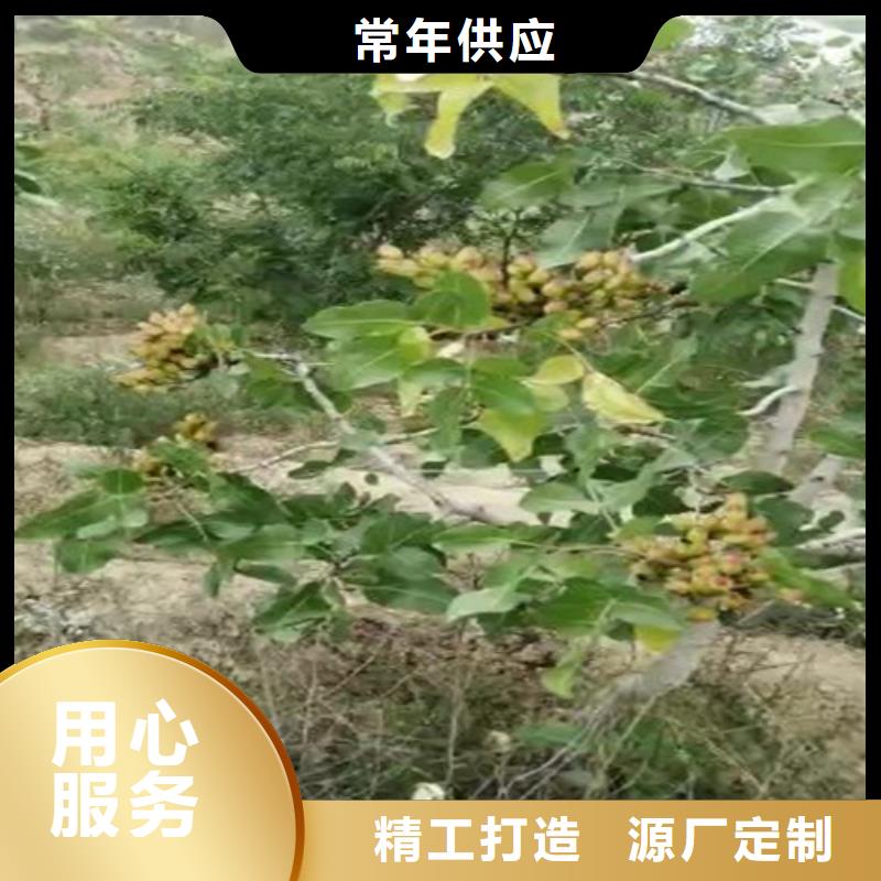 开心果苗批发价格