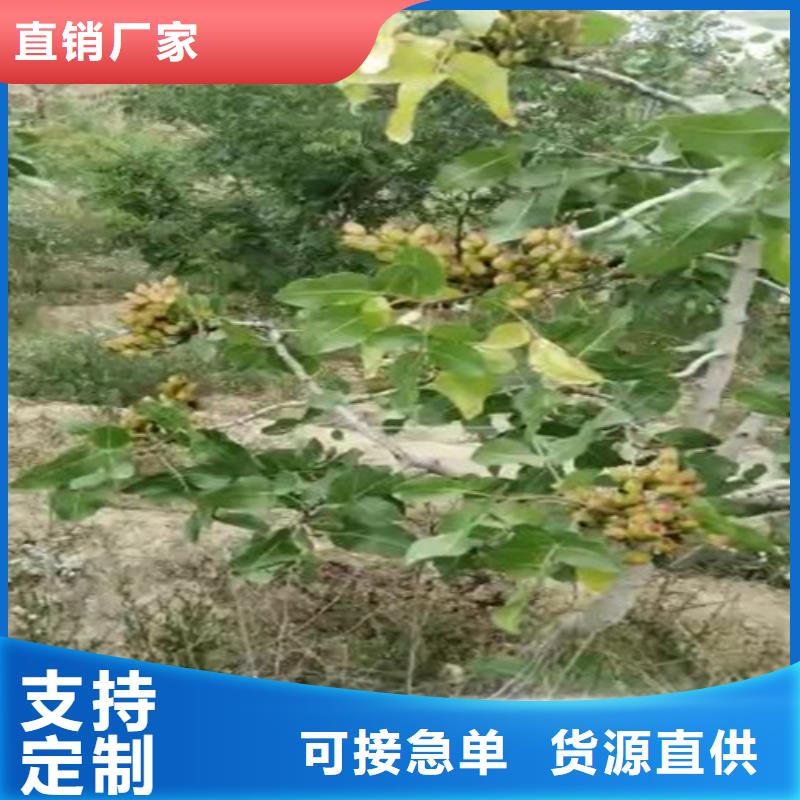 开心果树苗种植基地