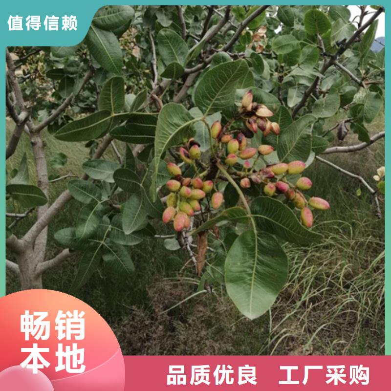 阿月浑子树苗育苗基地