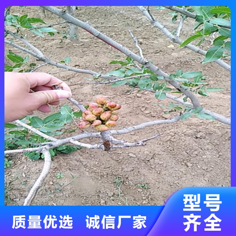 开心果质优价廉