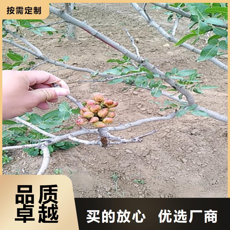 阿月浑子种植技术