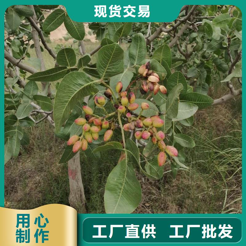 开心果树苗适合种植地区亳州经营