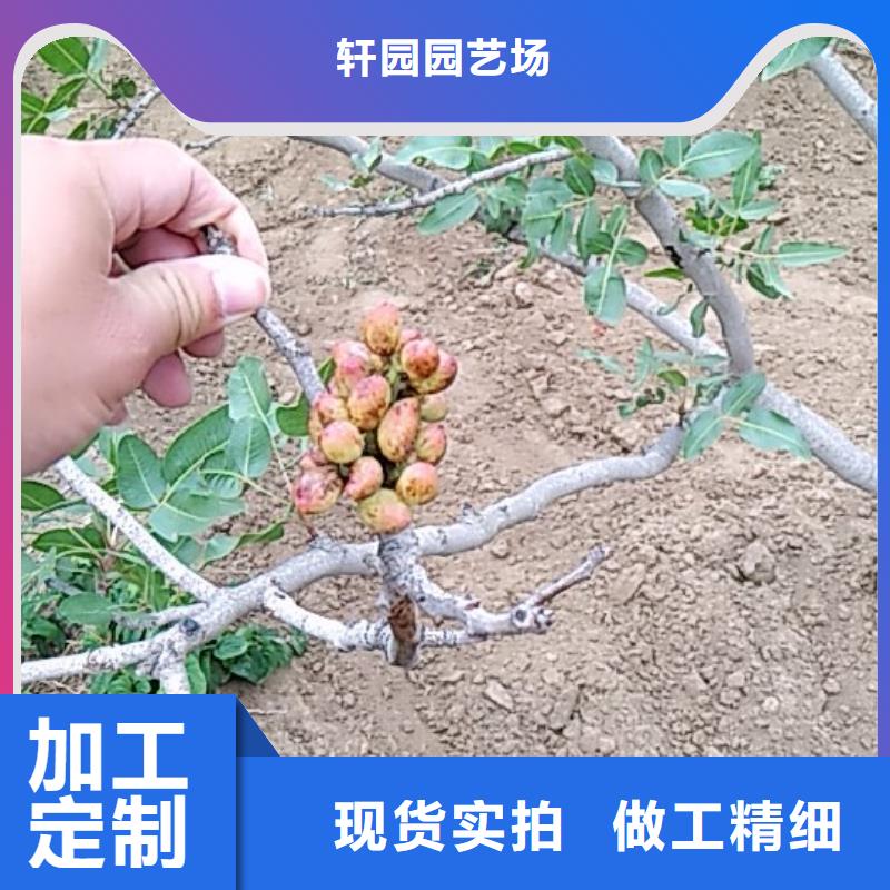 阿月浑子树苗种植管理技术