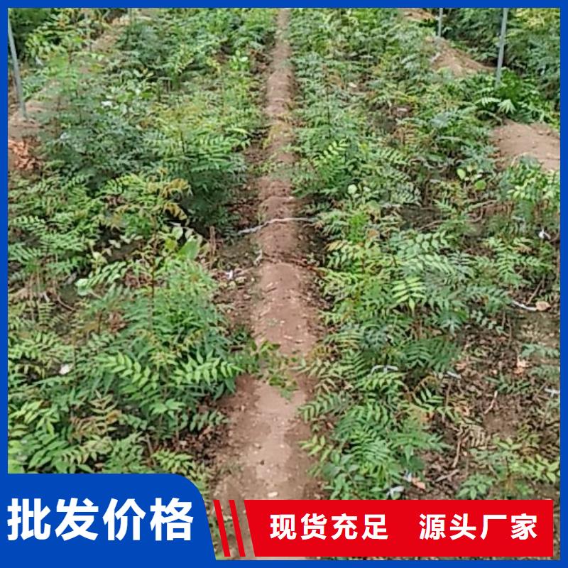 开心果树苗适合种植地区亳州经营