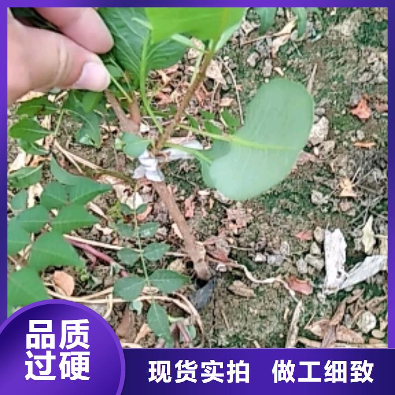 阿月浑子树苗应用范围广泛《轩园》适合种植地区