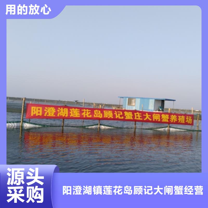 【滁州】买大闸蟹厂家长期供应