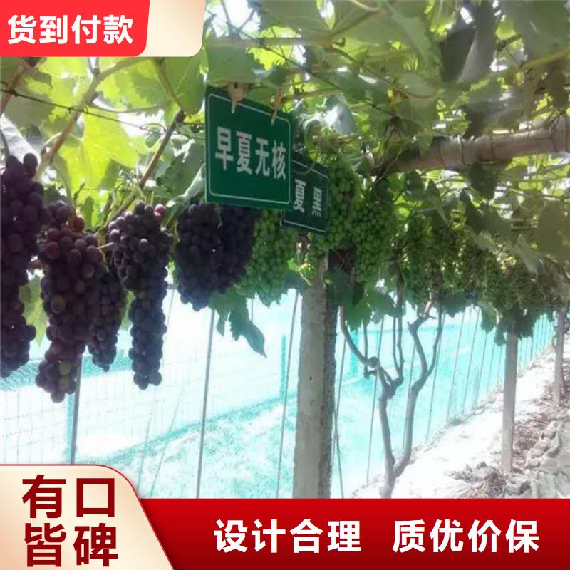 龙眼葡萄苗厂家直销-找广祥农业科技有限公司