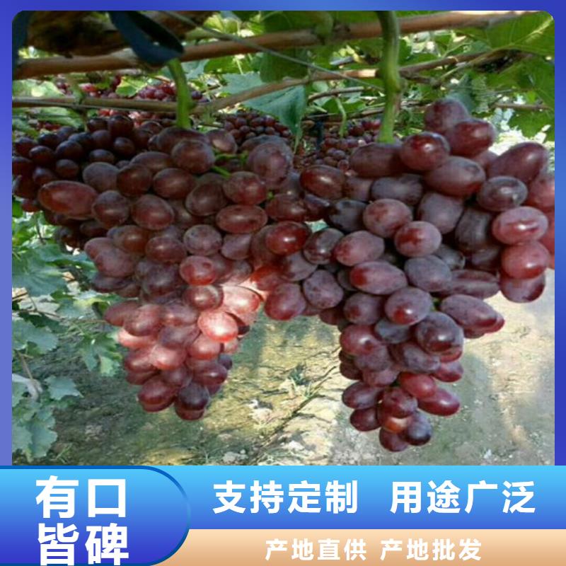 太谷美人指葡萄苗品种齐全