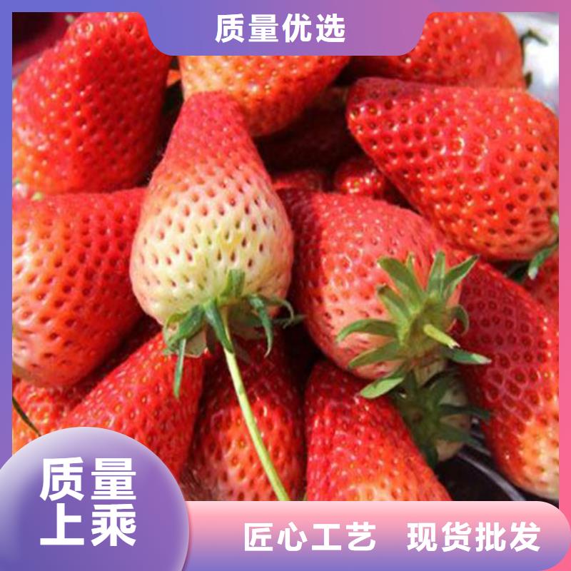 夏邑香蕉草莓苗诚信厂家