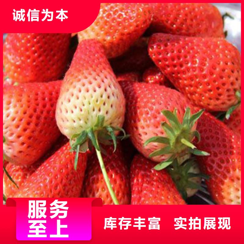武夷山艳丽草莓苗本地厂家