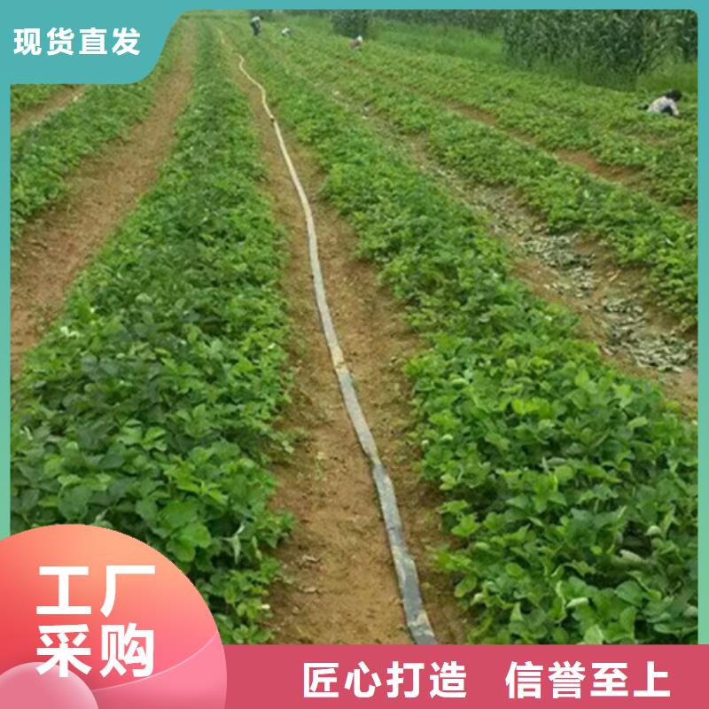 内江找桃熏草莓苗实体厂家