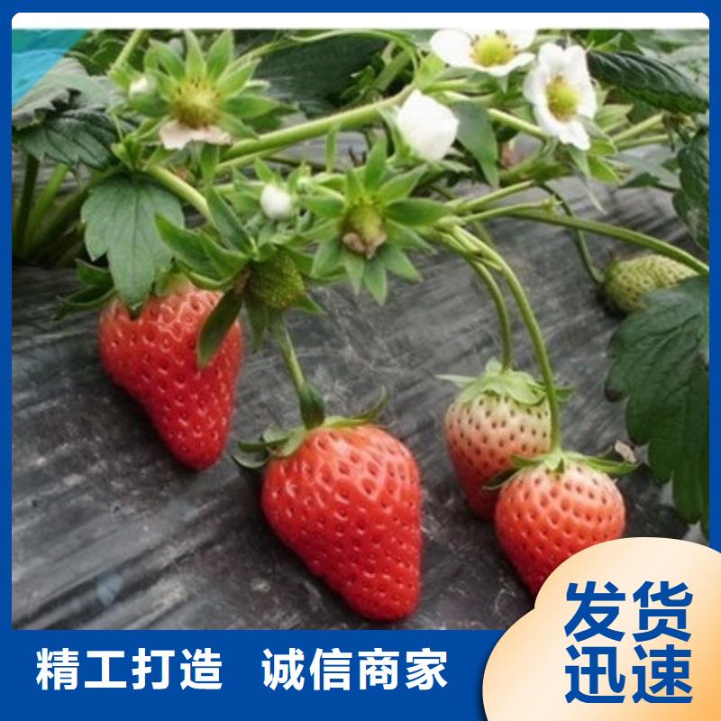 新邱章姬草莓苗基地批发