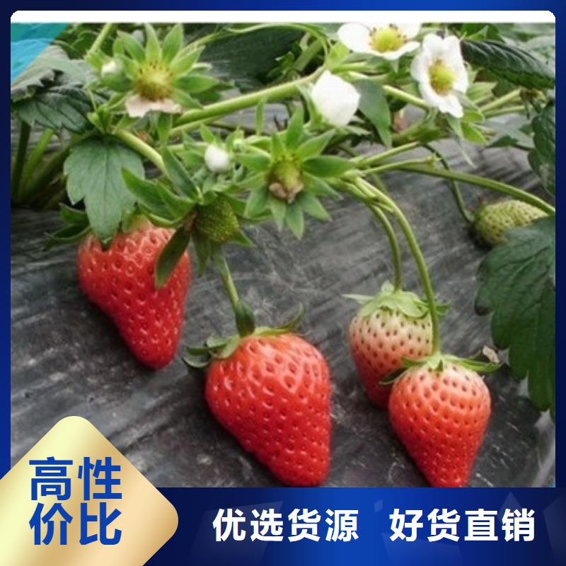 宜春本土市香野草莓苗哪里纯正