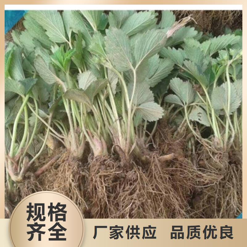 菠萝草莓苗2024已更新(今天/动态)