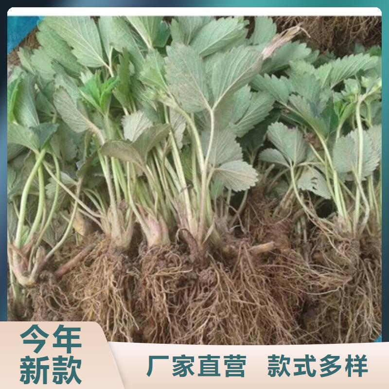 妙香草莓苗哪里有种植的