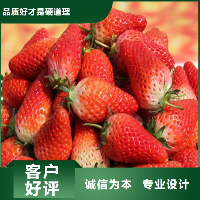 四川内江批发桃熏草莓苗