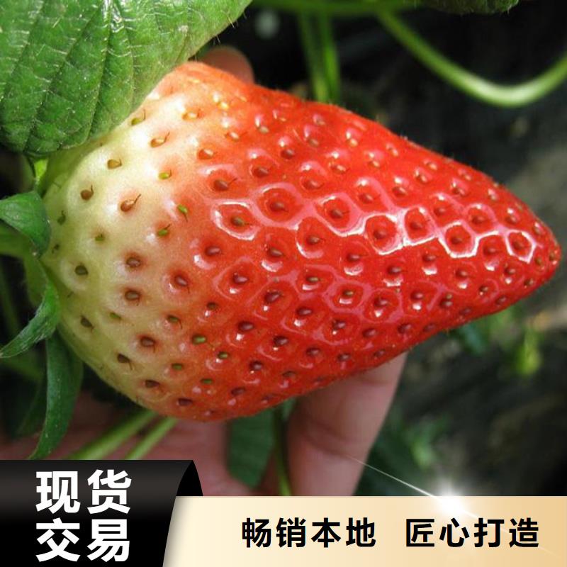 脱毒草莓苗培育基地